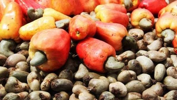 Cameroun : 9,7 milliards de FCFA pour développer les chaînes de valeur de la noix de cajou, du sorgho et du mil