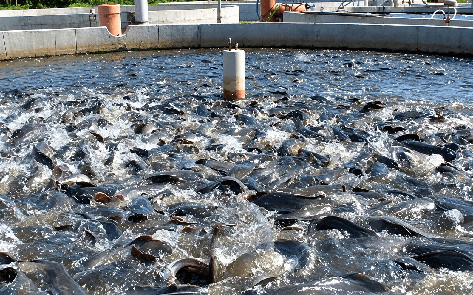 Coopération : Le Japon accompagne le Cameroun dans le développement de la pisciculture