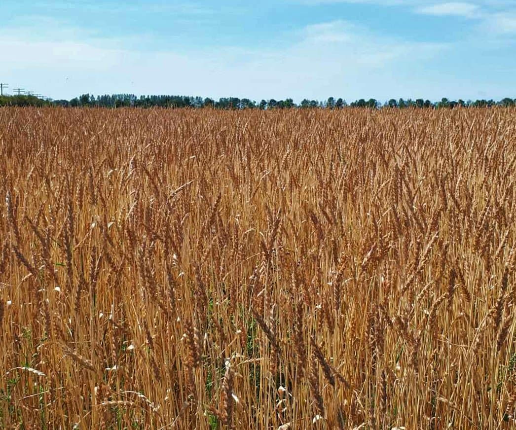 Agro-industrie : Le plan d’urgence du Cameroun pour structurer la chaîne du blé