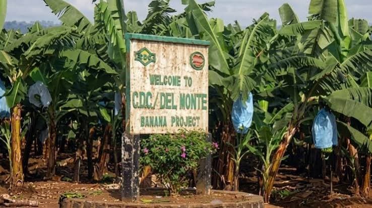 Agro-industrie : Les capitaux propres de la CDC retombent à 3,2 milliards de FCFA