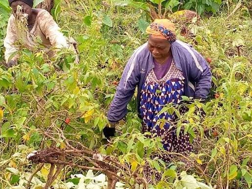 Femmes rurales : Le numérique reste difficile d’accès