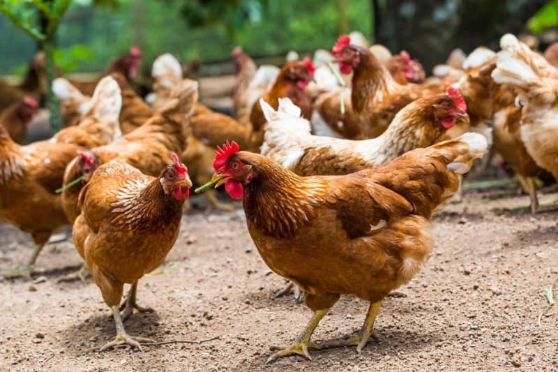 Mercure dans le poulet : L’interprofession avicole conteste les analyses des chercheurs camerounais