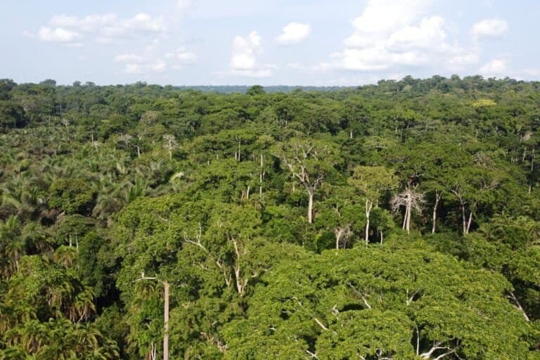 Gestion durable des forêts : La Comifac valide son plan de convergence 2026-2035
