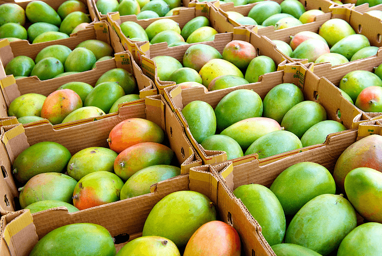 Exportation de Mangues : La Côte d’Ivoire mobilise 3,5 milliards de FCFA pour retrouver le marché européen