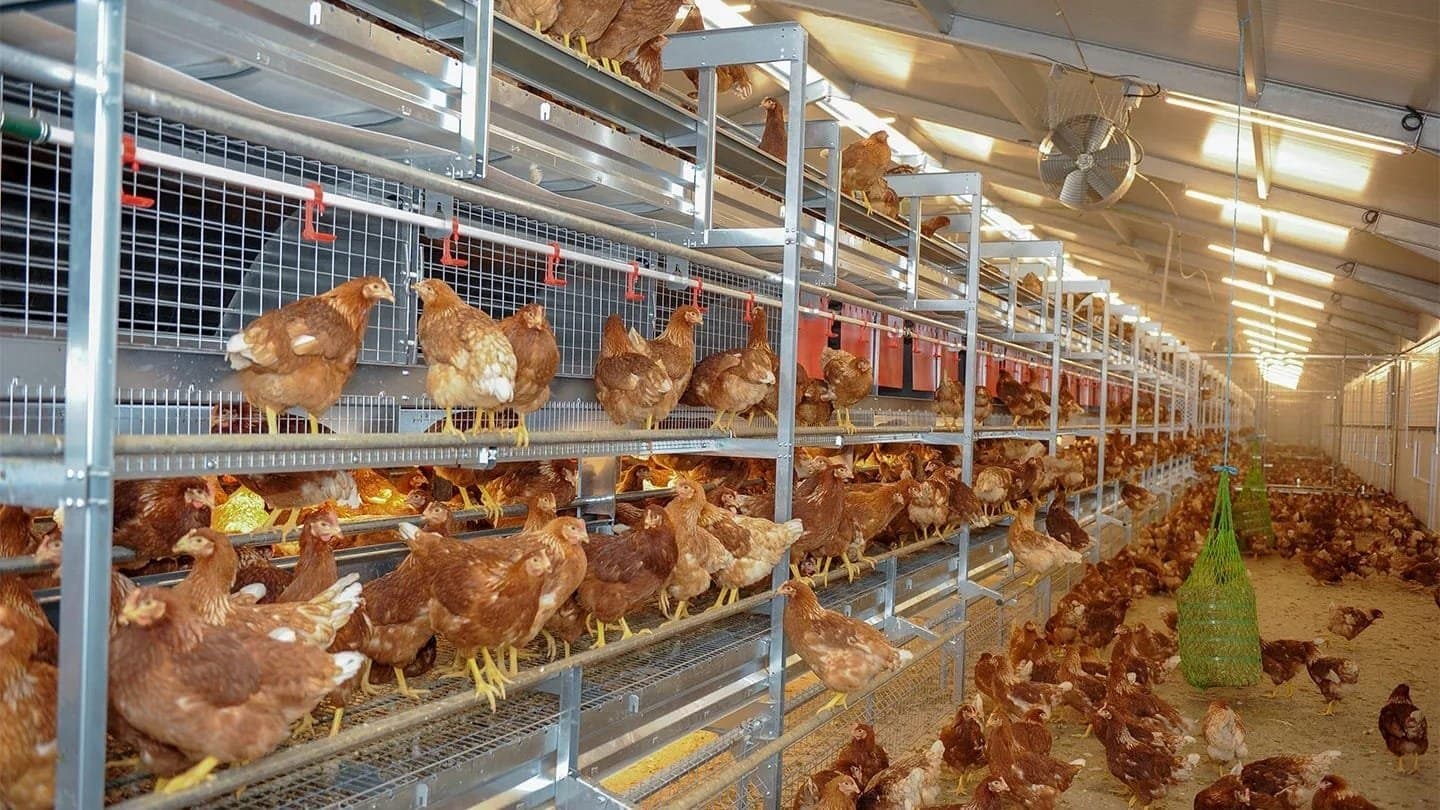 Filière avicole : Le groupe guinéen Sonoco projette un complexe agro-industriel intégré au Gabon