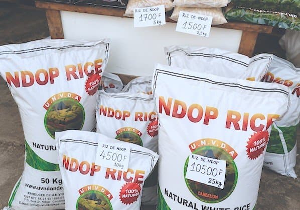 Riz de Ndop : L’UNVDA veut porter sa production à 100 000 tonnes grâce à une enveloppe de 4 milliards de FCFA