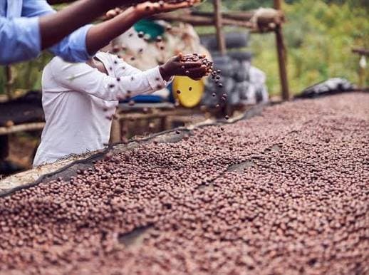 RCA : L’Etat veut relancer la filière café sur 600 000 hectares