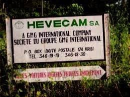 Cameroun : Hévécam devient le deuxième employeur du Cameroun après l’État