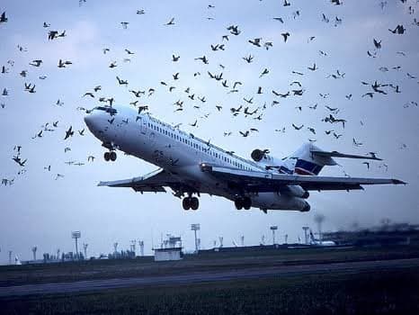 Aéroports du Cameroun : 656 incidents liés au péril aviaire et animalier entre 2019 et 2026